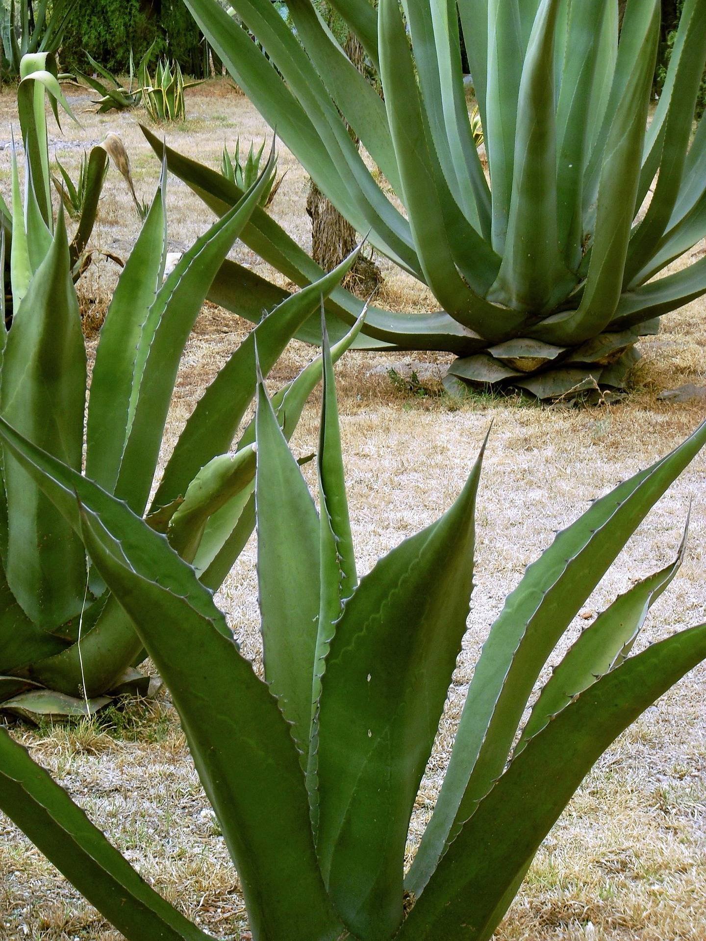 Planta de Maguey Cupreata